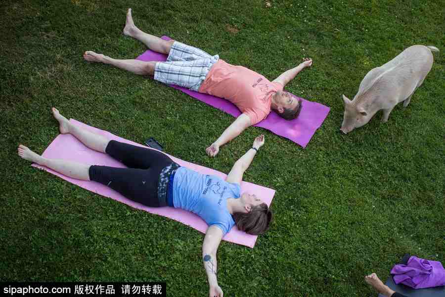 和諧！加拿大一農場內民眾練瑜伽 四只豬自由穿梭