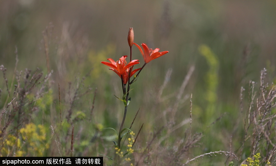 遠離塵囂的動物棲息地 探訪俄羅斯別廖佐夫斯基自然保護區(qū)