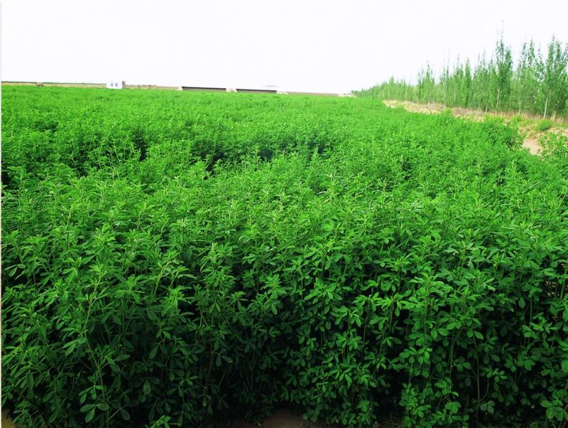 綠洲的世界奇跡：庫布其治沙創造5千億生態財富