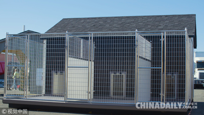 世界最大斗牛犬搬新家 待遇豪華狗舍價值16.5萬元