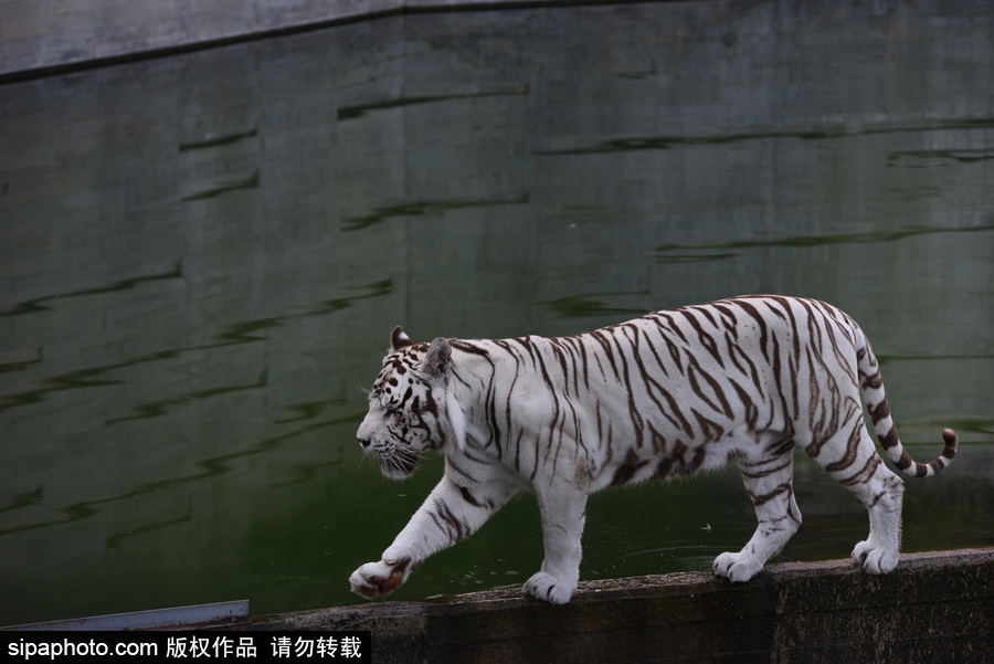 天氣熱得老虎也坐不住了！西班牙馬德里動物園猛虎水中避暑