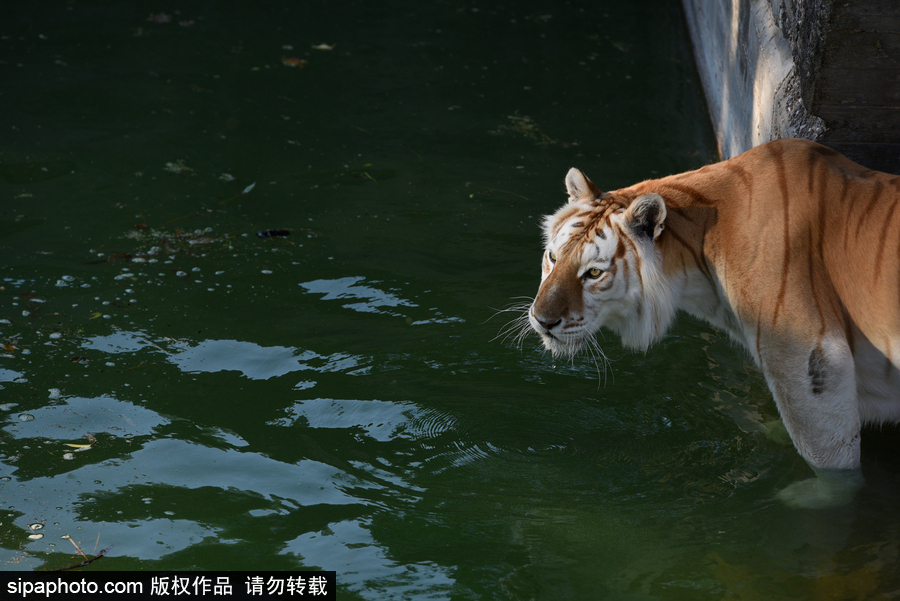 天氣熱得老虎也坐不住了！西班牙馬德里動物園猛虎水中避暑