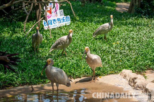 廣東長隆華南珍稀野生動物物種保護中心成功繁育珍稀鳥類朱鹮