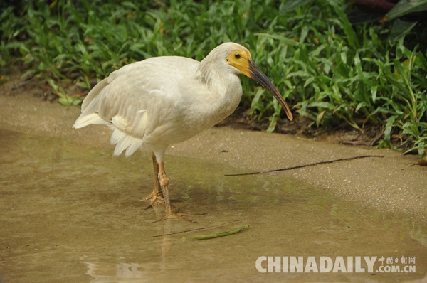 廣東長隆華南珍稀野生動物物種保護中心成功繁育珍稀鳥類朱鹮