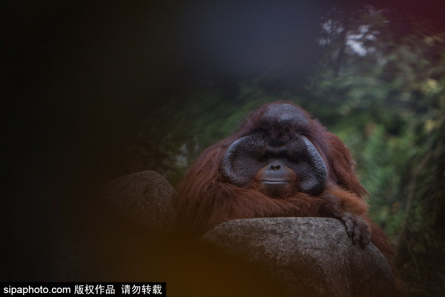 呆萌滑稽 印尼雅加達紅毛猩猩傻傻惹人愛！