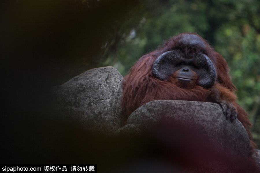呆萌滑稽 印尼雅加達紅毛猩猩傻傻惹人愛！
