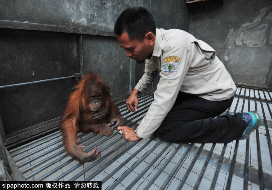 嚇?biāo)缹殞毩?！印尼一猩猩幼崽被解救緊抱人不撒手