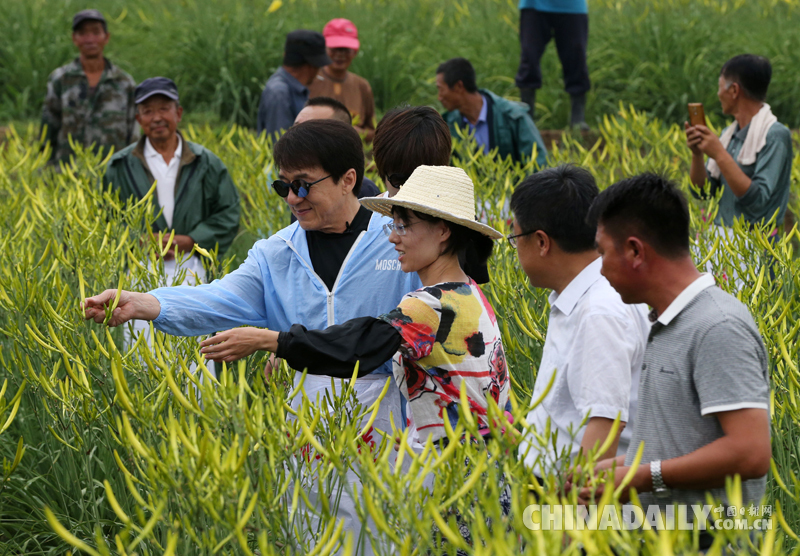 成龍與村民采摘黃花菜 開展扶貧公益活動(dòng)