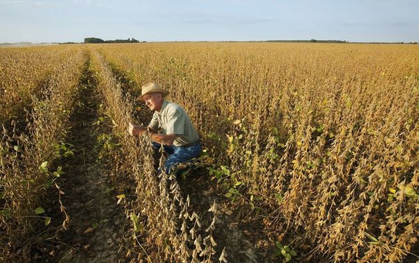 貿易戰讓愛荷華州大豆成為受害者，到底怪誰？！這州網友齊吐槽