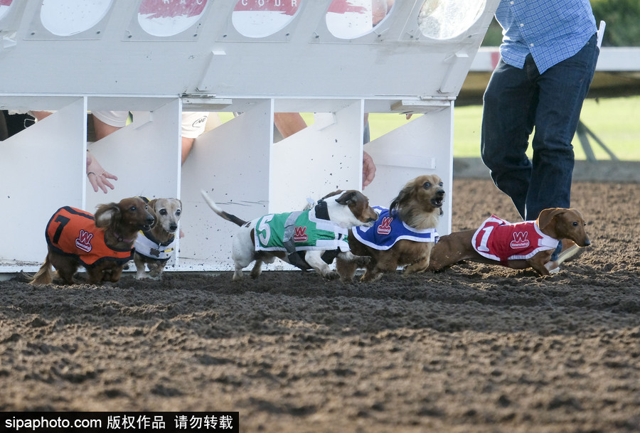 另類速度與激情！第23屆美國(guó)年度賽狗大會(huì)開幕