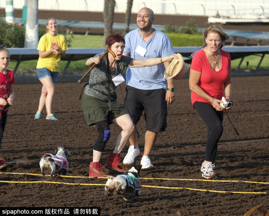 另類(lèi)速度與激情！第23屆美國(guó)年度賽狗大會(huì)開(kāi)幕