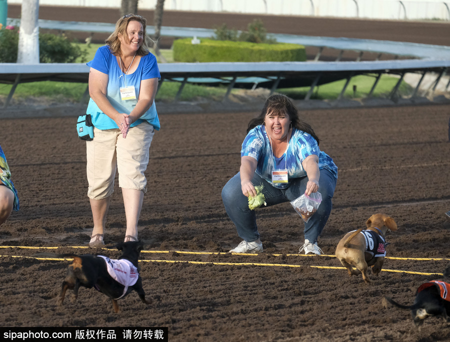 另類速度與激情！第23屆美國年度賽狗大會開幕