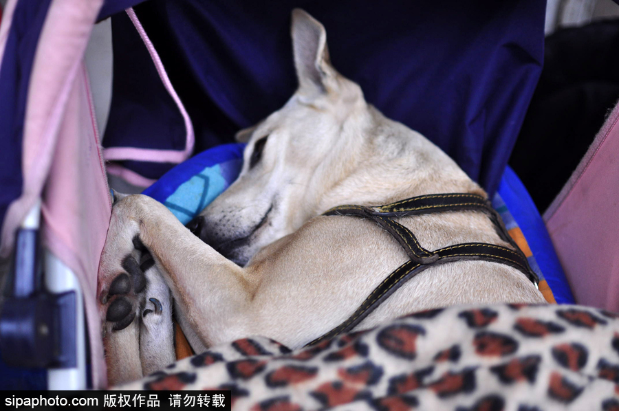 活的不如狗系列 圣保羅街頭寵物躺嬰兒車還蓋著小毯子