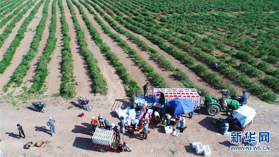 “好生態也能當飯吃”——解碼寧夏吳忠市的“綠色發展賬本”