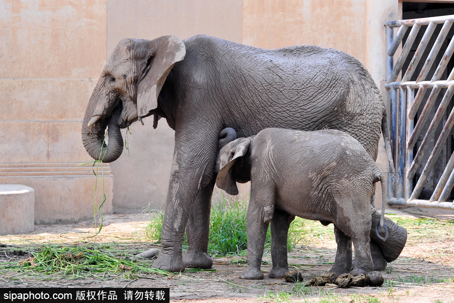 北京動物園開啟防暑模式 小動物們應(yīng)對高溫有“奇招”