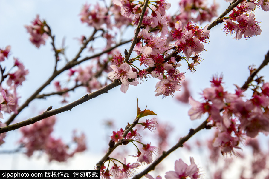 南半球的櫻花季終于到啦！巴西圣保羅櫻花盛開(kāi)吸引大批游客觀賞