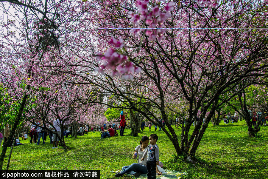 南半球的櫻花季終于到啦！巴西圣保羅櫻花盛開吸引大批游客觀賞