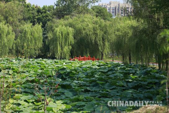 【發現長江】“一潭死水”變清流 安徽池州強力治理城市黑臭水體
