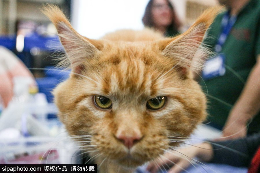 巴西圣保羅：貓咪比美大賽開始啦！各式貓咪軟萌亮相