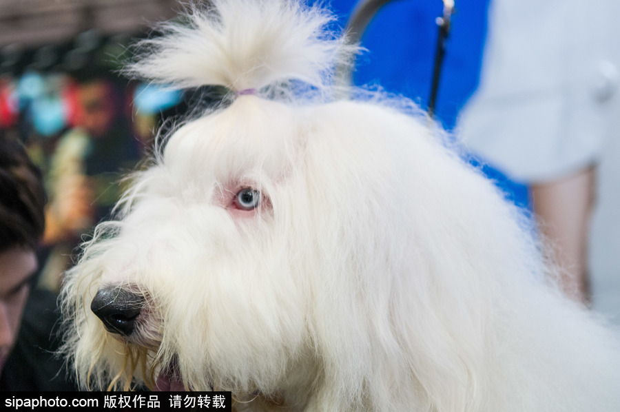 2018南美寵物展：各款萌寵及周邊產品亮相巴西圣保羅