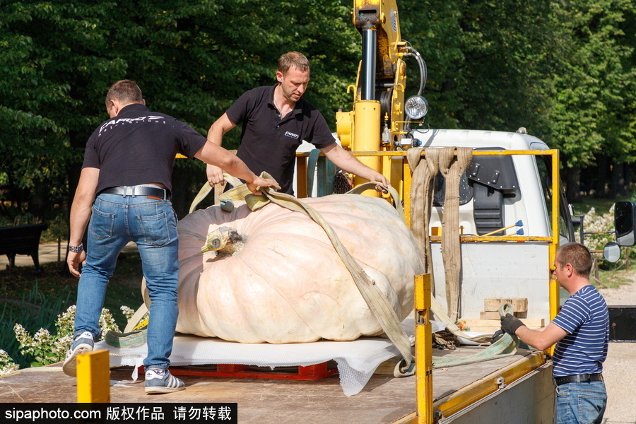 俄羅斯最大的南瓜亮相莫斯科國立大學植物園 重達645.5公斤