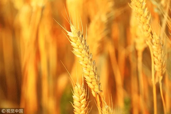 秋天好干燥，怎么吃才好？這份養生攻略請收好