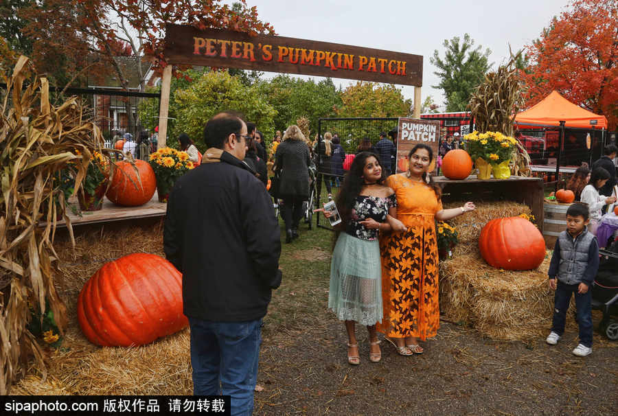 加拿大安大略省：男女老少齊出動！數百人參加南瓜節慶祝活動