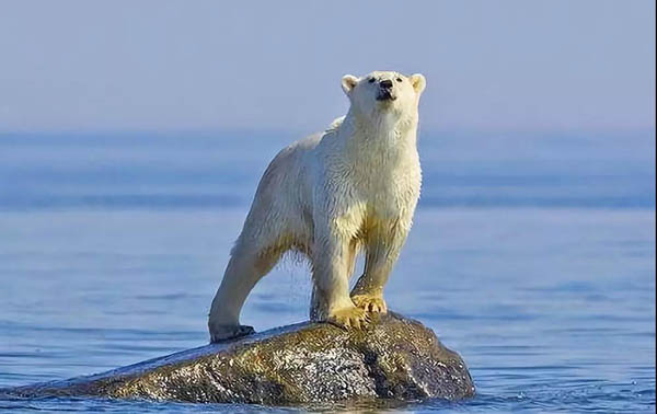 中國專家：國際共識強、公眾意識高、技術進步快使全球溫控1.5℃目標可行