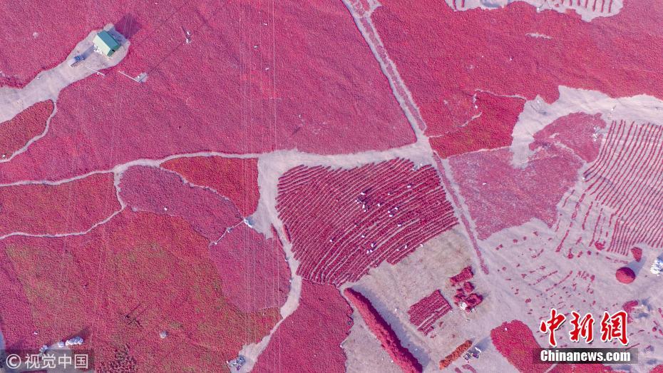 航拍戈壁灘上辣椒晾曬場 場面壯觀