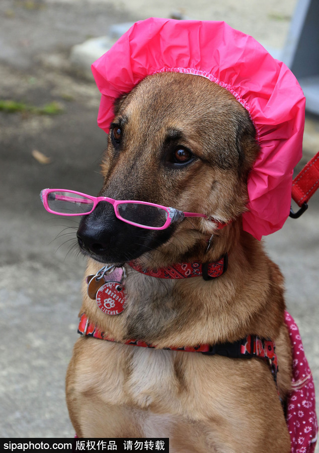 美國紐約：狗狗變身coser！第28屆湯普金斯廣場萬圣節狗狗游行萌翻全場