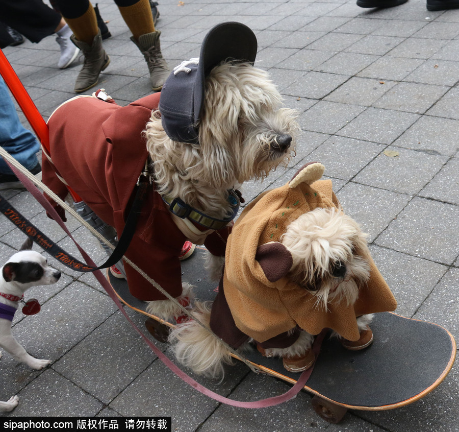 美國紐約：狗狗變身coser！第28屆湯普金斯廣場萬圣節狗狗游行萌翻全場