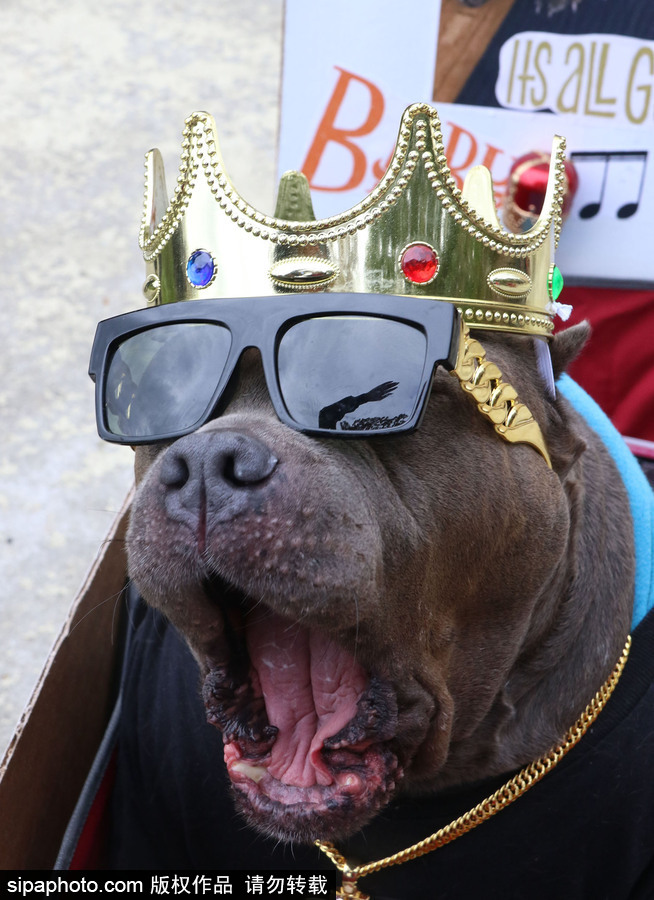 美國紐約：狗狗變身coser！第28屆湯普金斯廣場萬圣節狗狗游行萌翻全場