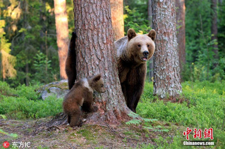 芬蘭熊媽帶娃躲貓貓 隔樹干獻吻寶寶甜化了