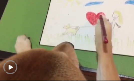 柴犬因愛(ài)看電視有“繪畫(huà)技能”走紅網(wǎng)絡(luò)【圖】