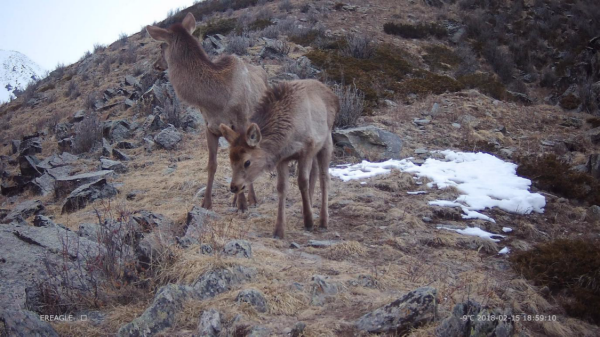 新疆兩河源自然保護區2018首現雪豹行蹤