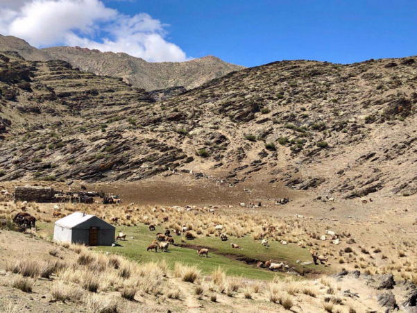 新疆兩河源自然保護區2018首現雪豹行蹤