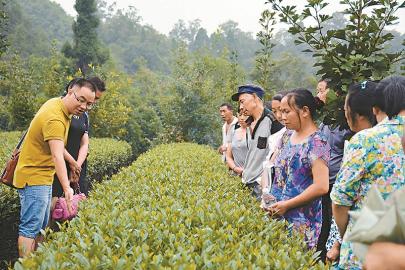 [治國理政新實踐·四川篇]四川農業扶貧三個到位 農技員沉下去產業強起來
