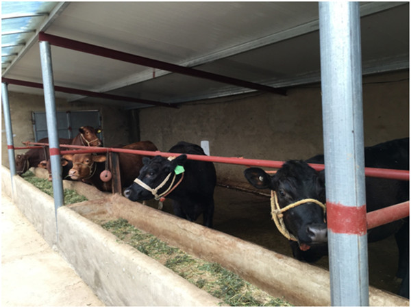 楊嶺村扶貧記：養牛路上奔小康