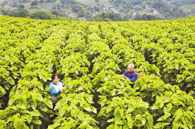 【領(lǐng)航新征程】重慶市南川石漠化治理 向“土地癌癥”說(shuō)不