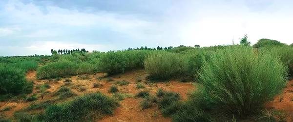 聚焦｜大漠變綠洲，庫布其走出一條綠色的旅游產業鏈
