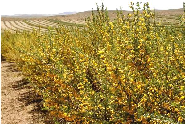 聚焦｜大漠變綠洲，庫布其走出一條綠色的旅游產業鏈